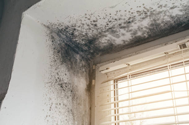 Affordable Black Mold Remediation solutions in New Providence, PA