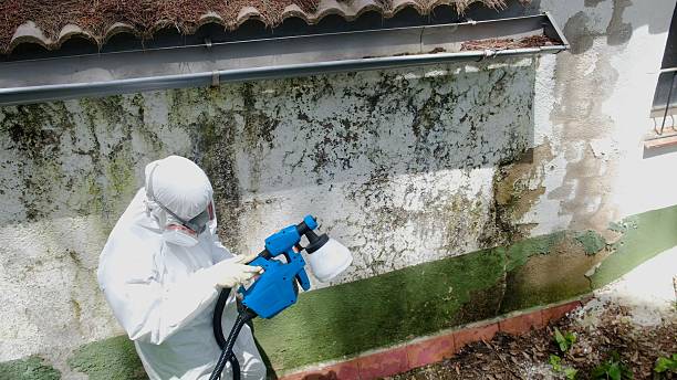 Top rated local Black Mold Remediation specialists in New Providence, PA